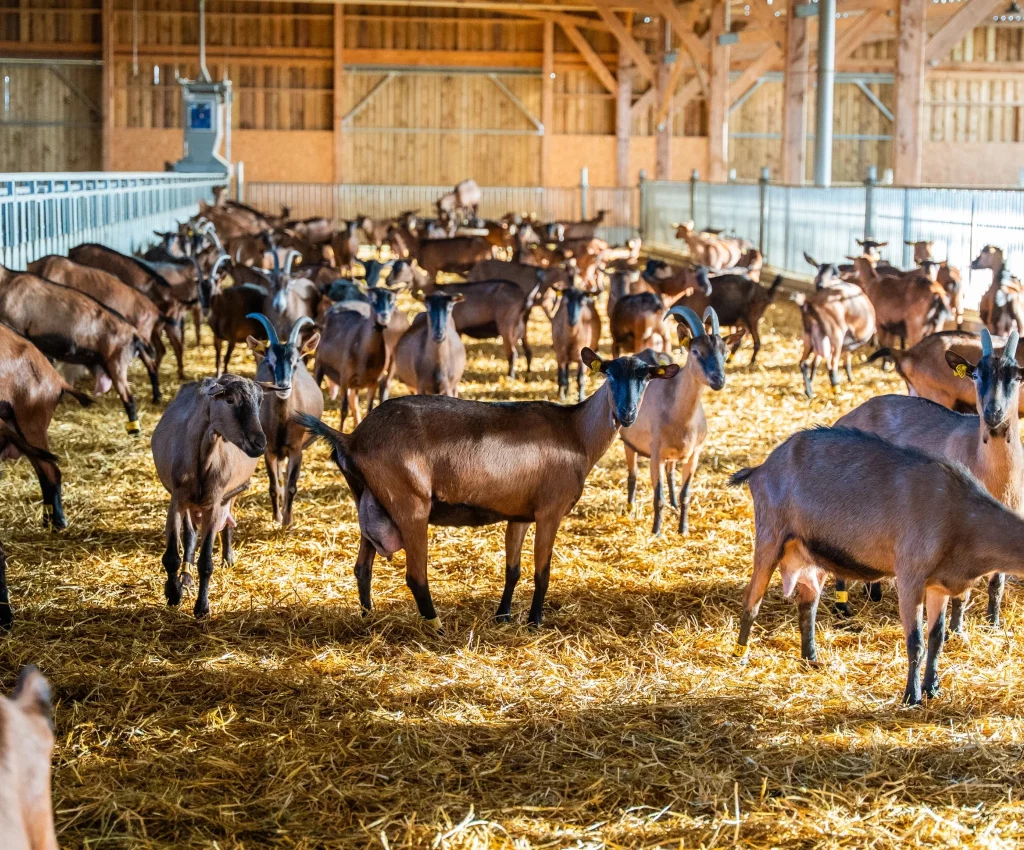 photo_chevrerie_fromagerie_des_barrecy_lot